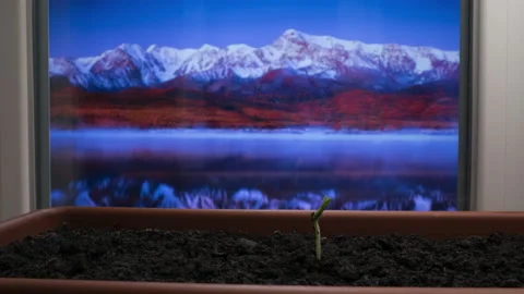 Plants growing timelapse, sprouts germination on window in seedling pot, macro Stock Footage 231016117