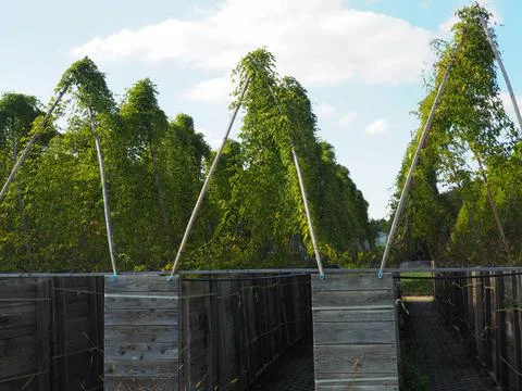 Plants growing on triangular columns 스톡 사진