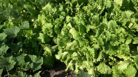 Plants growing on a vegetable garden Stock Footage 39718737