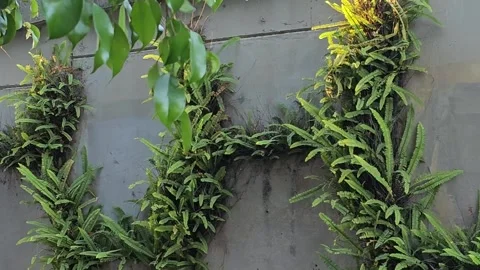 Plants Growing on Wall of Bridge Stock Footage 279504954
