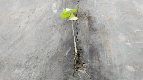 Plants growing on the walls Stock-Footage 274843654