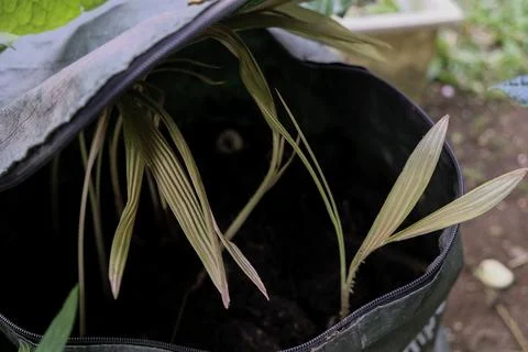 Plants grown inside the compost bag. Stock Photos