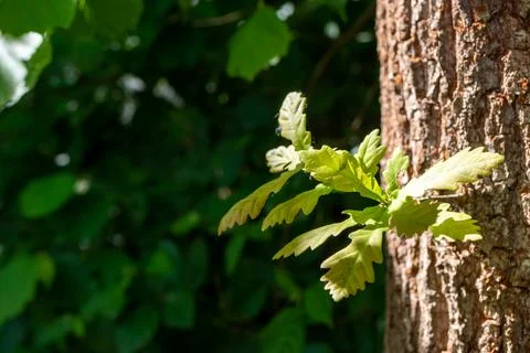 Plants grown on the trunk of a tree Stock Photos