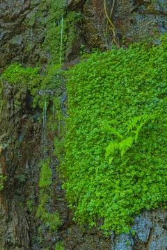 Plants hanging from the wall Stock Photos