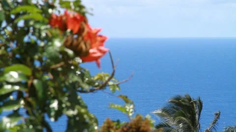 Plants in Hawaii Video stock 44877113