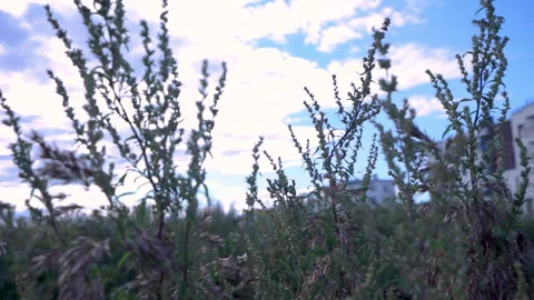 Plants, herbs blown in the wind Stock Footage 137868322