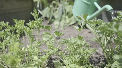 Plants in a high garden bed being watered Stock Footage 158108149