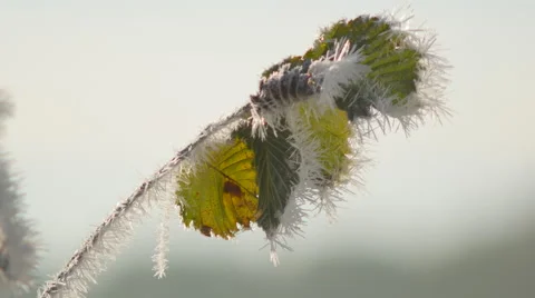  Plants in hoarfrost Stock Footage 68693401