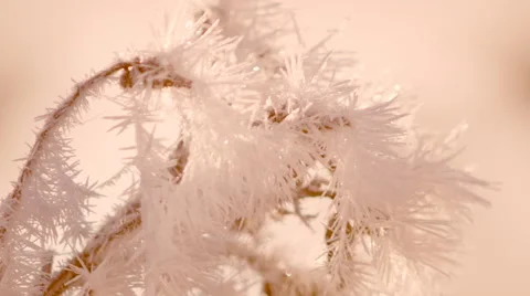  Plants in hoarfrost Stock Footage 68695604