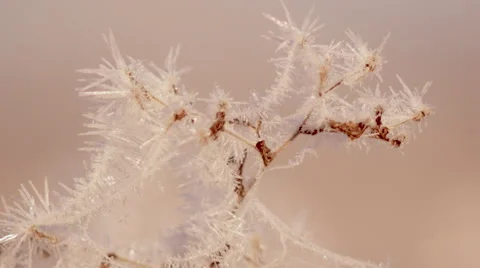  Plants in hoarfrost Stock Footage 68697632