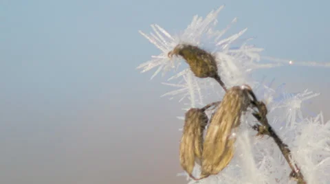  Plants in hoarfrost Stock Footage 68698838