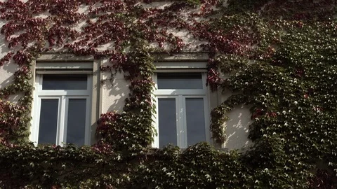 Plants on house facade with windows Video stock 100096335