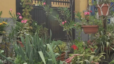 Plants in Hungary Stock Footage 92424875