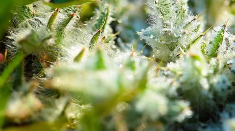 Plants for ice. 4K. FULL HD, 4096x2304 Stock Footage 36819386