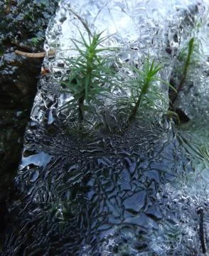 Plants in ice Stock Photos