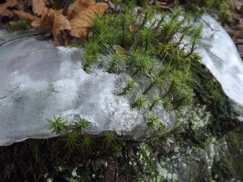 Plants in ice Stock Photos