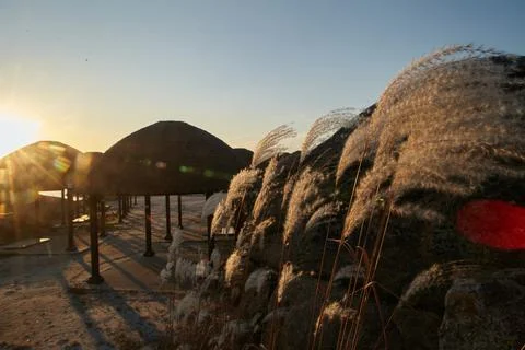 Plants illuminated by the setting sun in the background of which cottage town Stock Photos