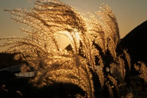 Plants illuminated by the setting sun in the background of which cottage town Foto stock