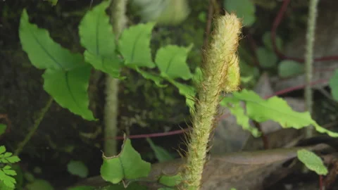Plants illuminated by the sun Video stock 145327104