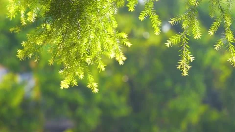 Plants Illuminated By Warm Sunlight With Soft Bokeh 4K Video stock 341861897
