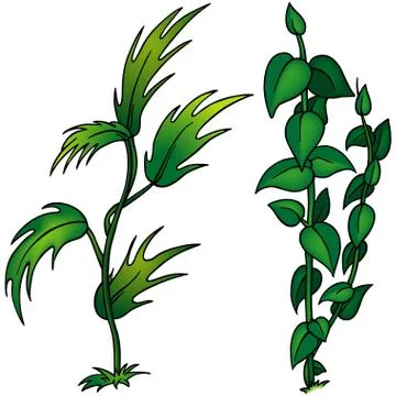 Plants Stock Illustration