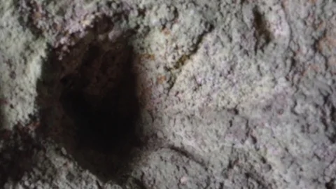 Plants inside the ancient cave in mountains at Mangup Kale - Crimea , Russia Stock Footage 73717285