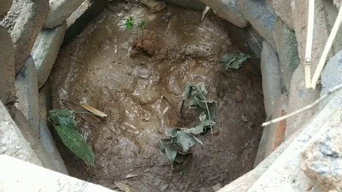 Plants inside brick boundary Video stock 126805388