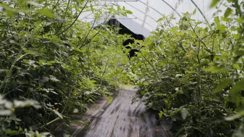 Plants inside a greenhouse Stock Footage 138462776