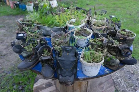 Plants inside old tracking boots Stock Photos