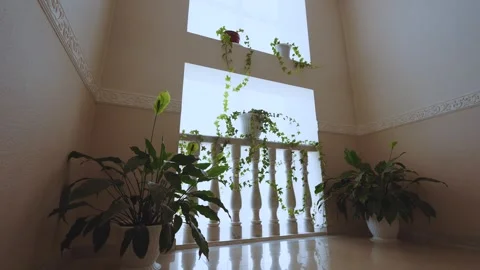 Plants in the interior, interior plants, flowers in the interior Stockbeeldmateriaal 330201087