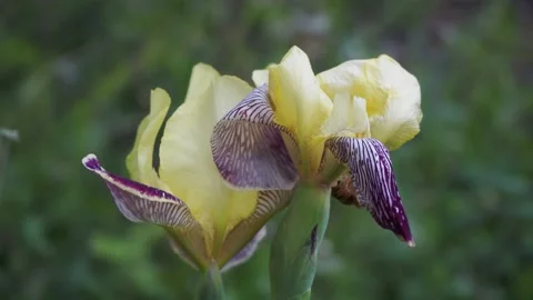 Plants. The iris flower sways in the wind in the meadow. Siberia. Video stock 196811351