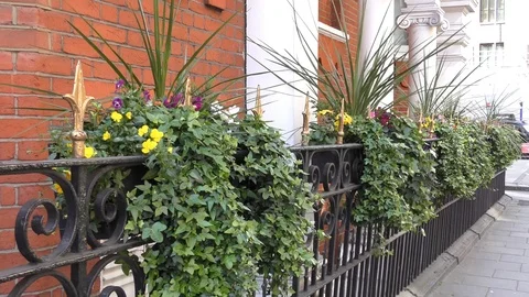 Plants on an iron fence. Stock Footage 75014996
