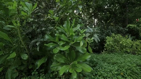 Plants on the island Stock Footage 82486042