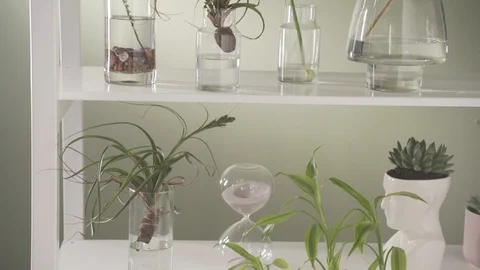 Plants in jars on shelves pan up Stock Footage 103850356