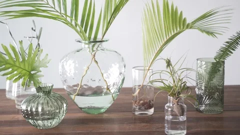Plants in Jars Track in Stock Footage 103850059