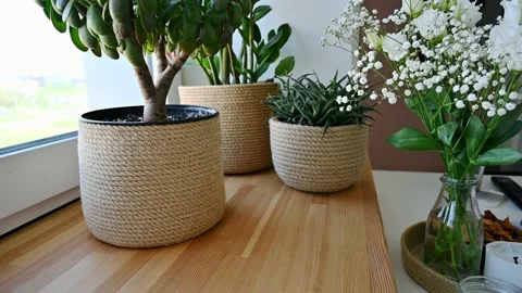 Plants in jute pots by the window 4K Stock Footage 168979193