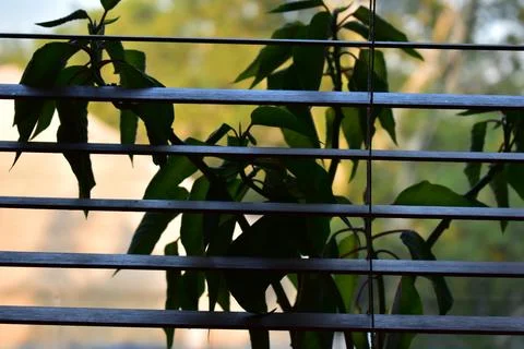 Plants on the kitchen window  Stock Photos