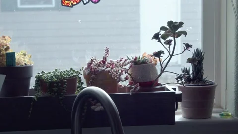 Plants In A Kitchen Windowsill Stock Footage 220629064