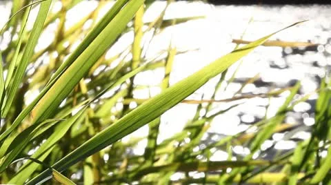 Plants lake Stock Footage 8997846