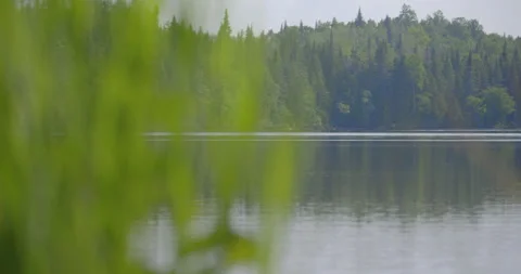 Plants at the lake with forest in back ground /Focus on forest /Slow panning 스톡 동영상 130924494