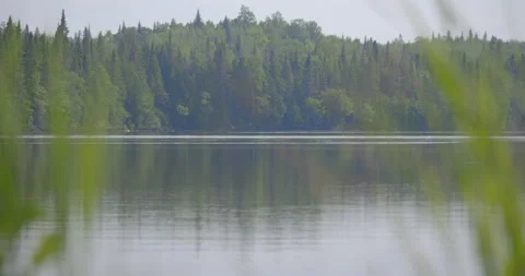 Plants at the lake with forest in back ground /Focus on forest /Panning right Stock Footage 130924535