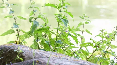 Plants on a lakeshore Stock Footage 51867018