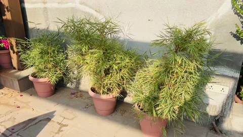 Plants in large pots stand along the wall Stock Footage 234052243