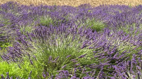 Plants of lavender slightly moving in the wind Stock Footage 50781035