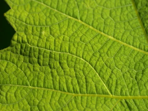 The plants leaf illuminated by the sun Video stock 76488135