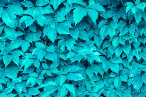 Plants leaf texture background Color 2020 trend mint, For the designer. abstr Foto stock