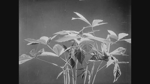 Plants Leaves Dancing To Light Vídeos de archivo 88415957