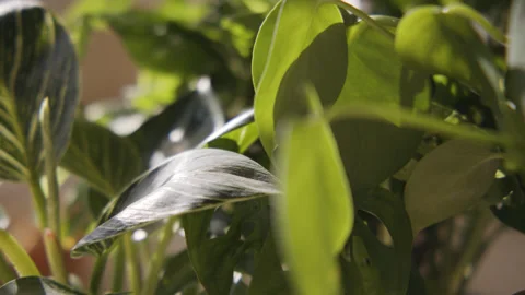 Plants  Leaves Greenery 2 60fps Stock Footage 180101400