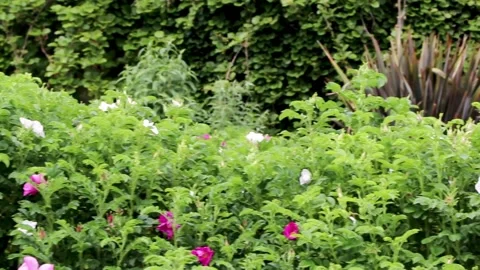 Plants left to right in garden pythouse gardens wiltshire 스톡 동영상 137401358