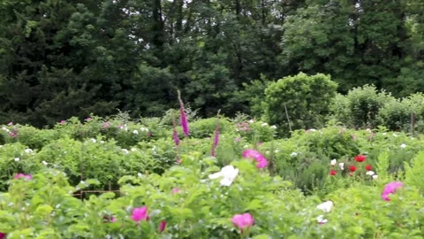 Plants left to right pythouse gardens wiltshire 스톡 동영상 137402292